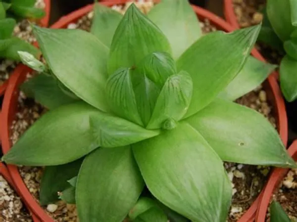 Haworthia_Planifolia_Indoor_Succulent_/_13